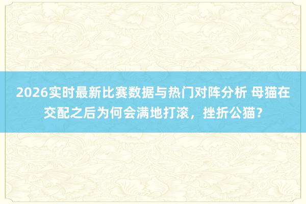 2026实时最新比赛数据与热门对阵分析 母猫在交配之后为何会满地打滚，挫折公猫？